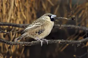 Weavers Prints: Sociable weaver - perched on branch