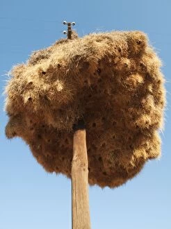 Images Dated 31st July 2010: Sociable Weavers Nest - huge communal nest at a