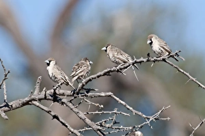 Weavers Gallery: Social / Sociable Weavers - four sitting on dead branch