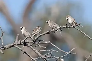 Weavers Prints: Social / Sociable Weavers - four sitting on dead branch - Etosha National Park - Namibia