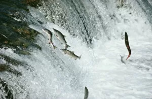 Migration Collection: Sockeye Salmon - leaping upstream
