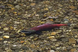 Stock Prints: Sockeye Salmon - male, spawning stream. LX153