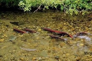 Images Dated 31st March 2008: Sockeye Salmon - spawning stream. LX105