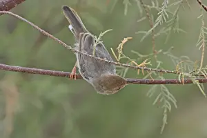 Yemen Prints: Socotra Warbler - Socotran - Yemen