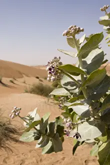 Sodom Apple - Abu Dhabi - United Arab Emirates