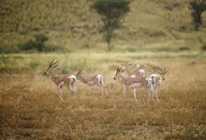 Antelopes Prints: Soemmering's Gazelle