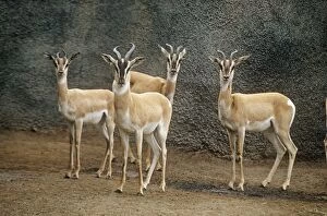 Soemmerings Gazelle