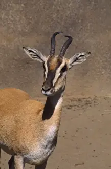 Gazelles Prints: Soemmerring's Gazelle - close-up of head East Sudan, Ethiopia and Somalia