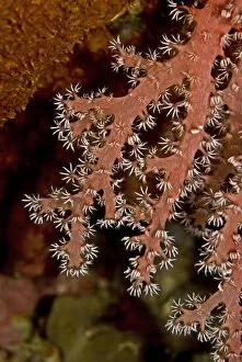 Soft Coral - this animal is sweeping the current with its sticky flower like fingers
