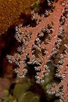 Soft Coral - this animal is sweeping the current with its sticky flower like fingers - found at 30 meters off a coral cliff - Indonesia