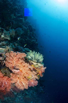 Images Dated 25th February 2019: Soft Coral - with Crinoid (Crinoidea Class) with sun in background - Green Buoy dive site