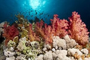 Images Dated 29th June 2010: Soft Coral garden - Jackson Reef - Tiran - Egypt