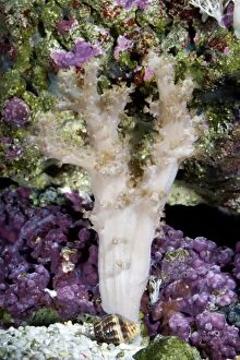 Soft Coral photographed in aquarium