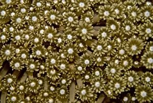 Soft coral polyps