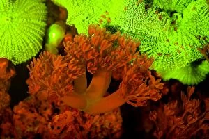 Bioluminescence Gallery: Soft Coral / Pulsing Coral / Pumping Coral / Waving