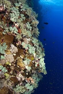 Images Dated 11th July 2011: Soft Coral Reef