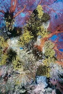 Soft CORAL - and Sea Fans. Coral covered with Featherstars or Crinoids