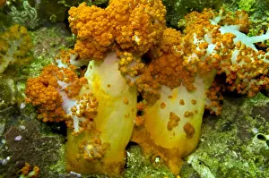 Soft Coral - only found where there are strong currents - Asmat - Indonesia