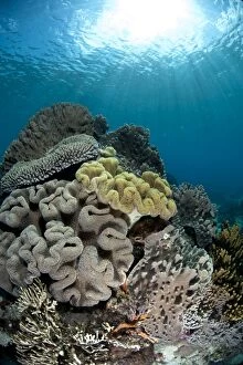 Alor Gallery: Soft Coral and sun rays