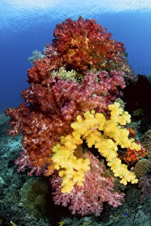 Ampat Gallery: Soft corals on reef, Raja Ampat Islands