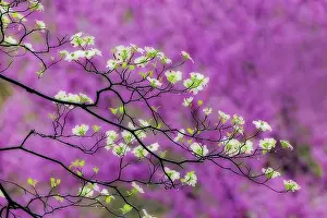 Soft focus view of flowering dogwood tree and distant Eastern redbud, Kentucky Date: 14-04-2021