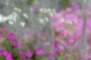 Flowering Gallery: Soft focus view of flowering dogwood trees and azaleas