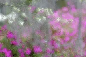 Flowering Gallery: Soft focus view of flowering dogwood trees and azaleas