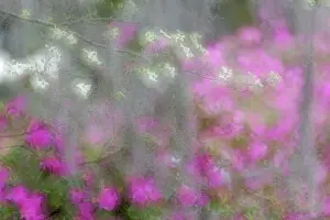 Georgia Prints: Soft focus view of flowering dogwood trees and azaleas in full bloom in spring