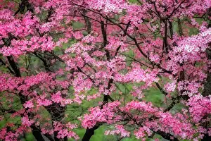 Blooming Prints: Soft focus view of large pink flowering dogwood tree in full bloom