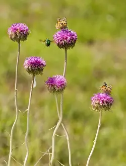 Soft Jurinea - with visiting Painted Lady butterflies and Rose Chafer. Near Roades
