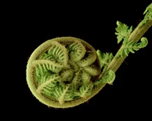 Soft Tree Fern - Unfolding new frond