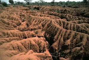 Images Dated 15th December 2005: Serious soil erosion near Lake Baringo, Kenya, Africa