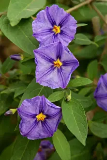 Canary Islands Prints: Solanum lidii - photographed in the wild on south mountain slopes of Gran Canaria - rare in dry