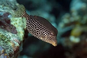 Solar Boxfish with ornate markings