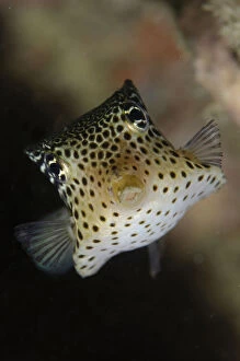 Images Dated 25th February 2019: Solar Boxfish - with ornate pattern - Dili Rock East dive site, Dili