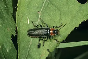 Soldier Beetle