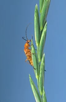 Soldier Beetle - On Grass Seeds