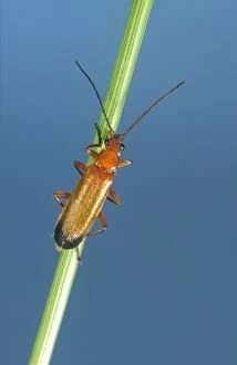 Soldier Beetle - On Grass Stem