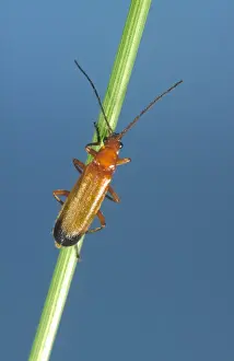 Soldier Beetle On Grass Stem Norfolk UK