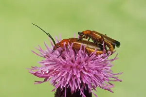 Thistle Prints: Soldier Beetle Mating pair on thistle, UK