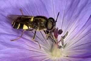 Images Dated 26th June 2005: Soldier Fly - Feeding on nectar in purple flower of Geranium Recently emerged from garden pond