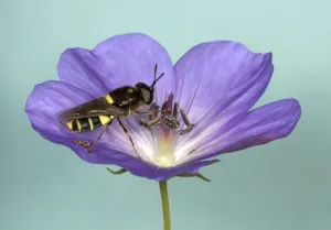 Images Dated 26th June 2005: Soldier Fly - Feeding on nectar in purple flower of Geranium Recently emerged from garden pond