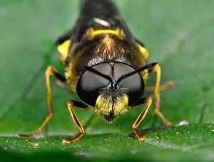 Images Dated 19th October 2004: Soldier Fly Head-on portrait Huge compound eyes