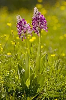 Images Dated 25th May 2007: Soldier Orchid or Military Orchid
