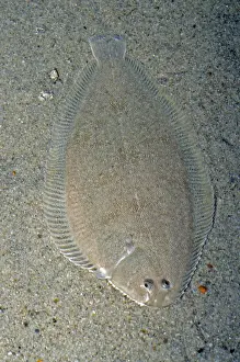 Sole Prints: Sole, UK coastal waters, North Sea and Mediterranean