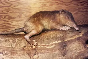 Solenodon Haiti