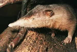 Images Dated 9th June 2004: Solenodon Rare insectivore