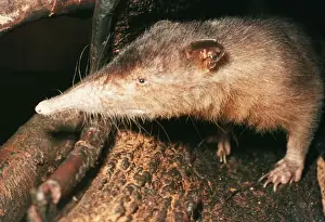 Solenodon Rare insectivore