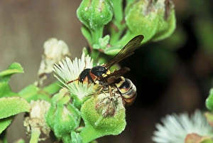 Images Dated 1st June 2006: Solitary / Pollen wasp collecting pollen from 'mesem' flower