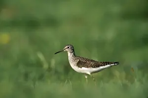 Solitary Sandpiper
